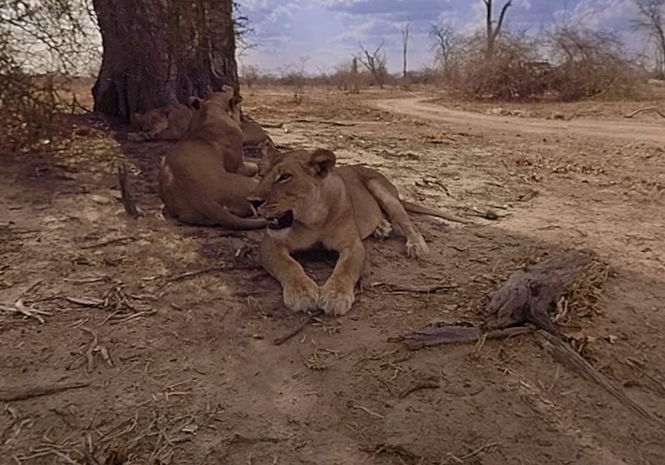 safari lions 360 excursion