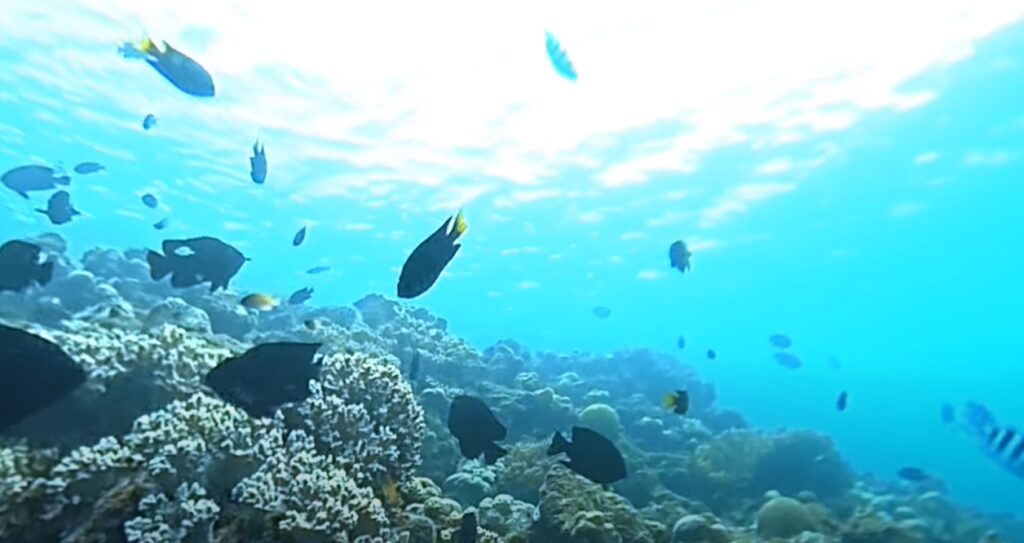Okinawa Scuba Diving 360 experience